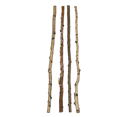 Long Wood Birch Branches 16