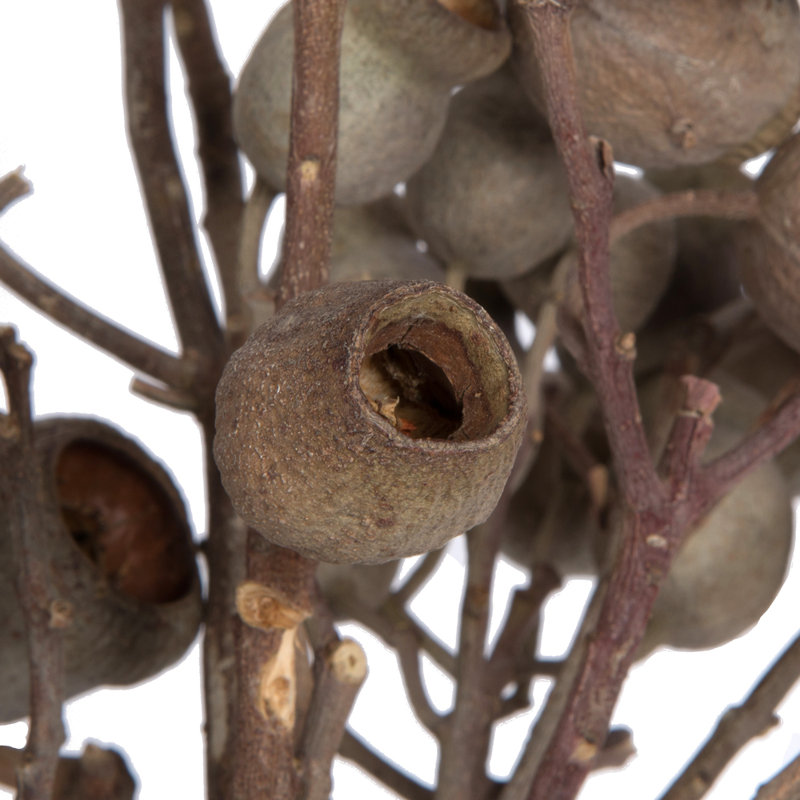 Bellgum Plant