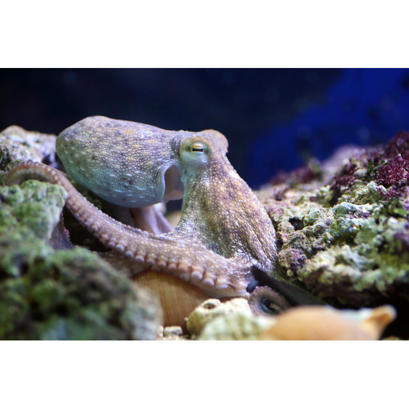 Common Octopus by MattiaATH - Wrapped Canvas Print, 81cm H x 122cm W