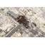 Sona One-of-a-Kind 7'9" X 9'9" Area Rug