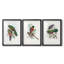 Gould Tropical Birds I - Impression personnalisée de qualité supérieure avec cadre mat - 3 pièces-1256357242