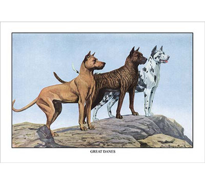 « great daness » par louis agassil fuertes, reproduction d’art