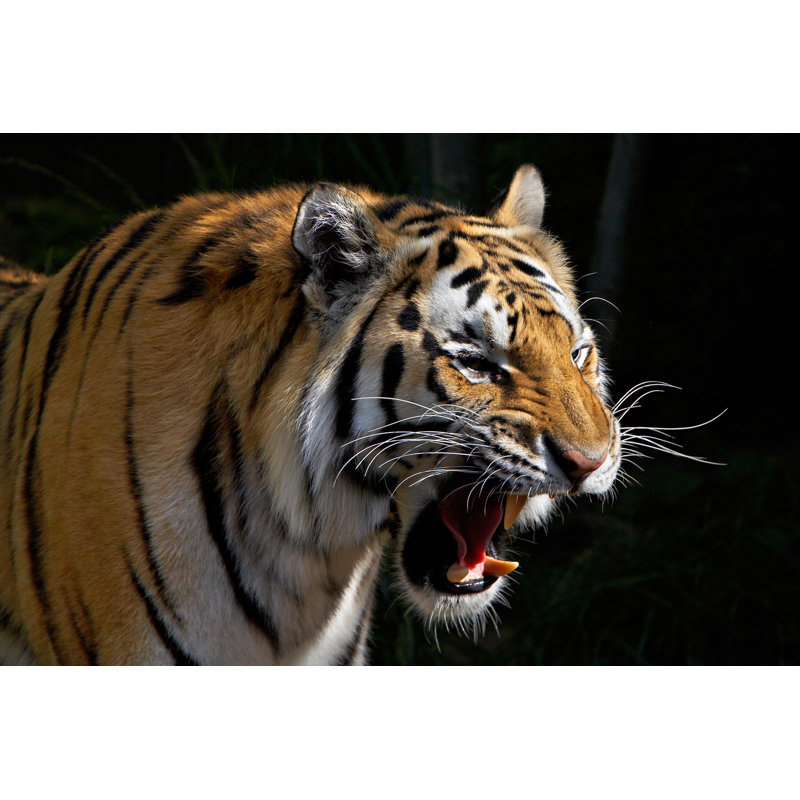 Tiger Roaring - Wrapped Canvas Print, 51cm H x 76cm W x 3.8cm D
