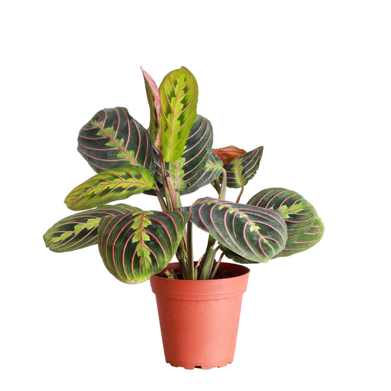 Live Red Prayer Plant