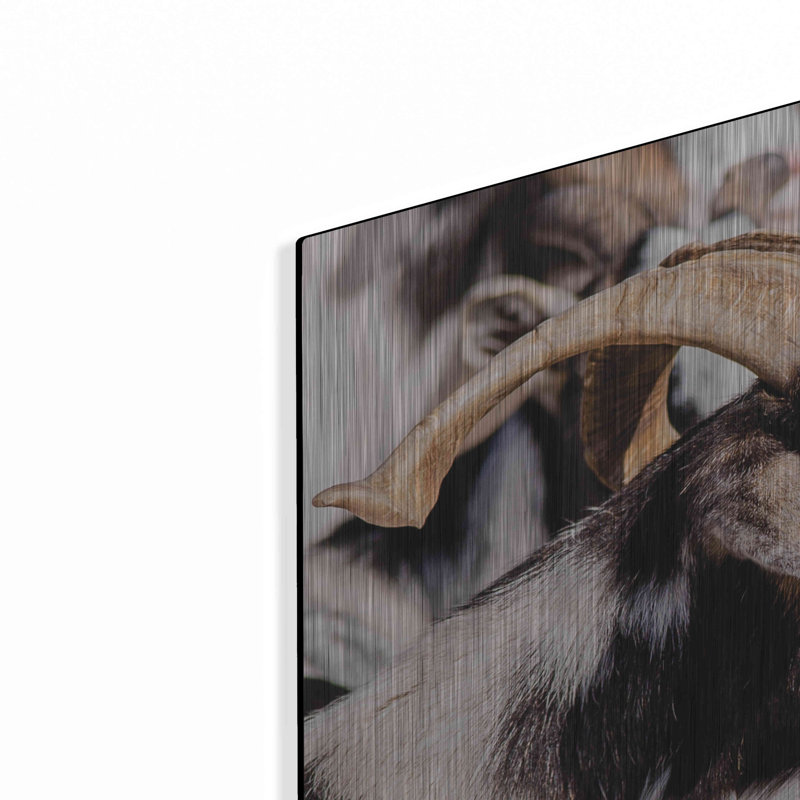 «Bearred Side Goat» par Donnie Quillen, H 24 po x l 24 po