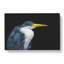 Pied Heron - Wrapped Canvas-56632260