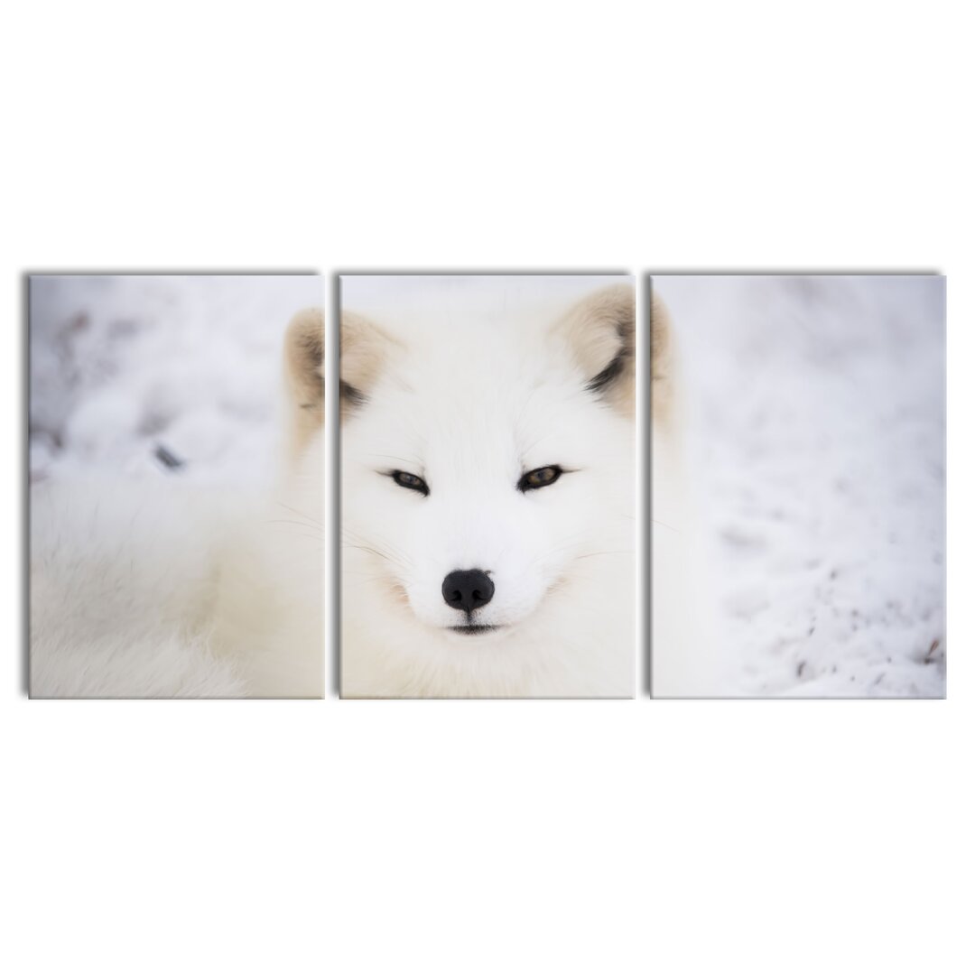 3-tlg. Leinwandbilder-Set White Fox