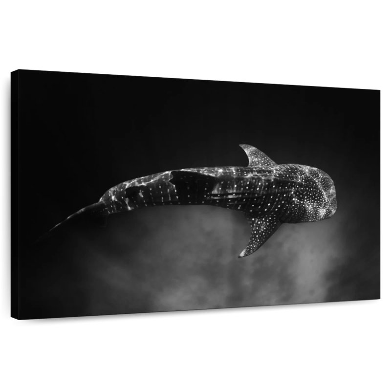 Requin-baleine Brampt