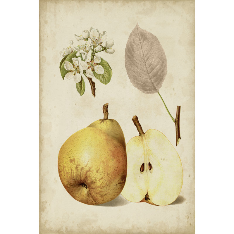 Harvest Pears II by Heinrich Pfeiffer - Wrapped Canvas Painting Print, 122cm H x 81cm W, Black Floater Framed