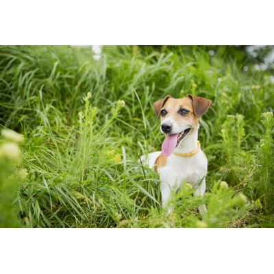Small Hunter Play Dog - Wrapped Canvas Print