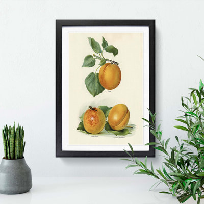 Vintage Illustration of Apricots - Picture Frame Painting Print