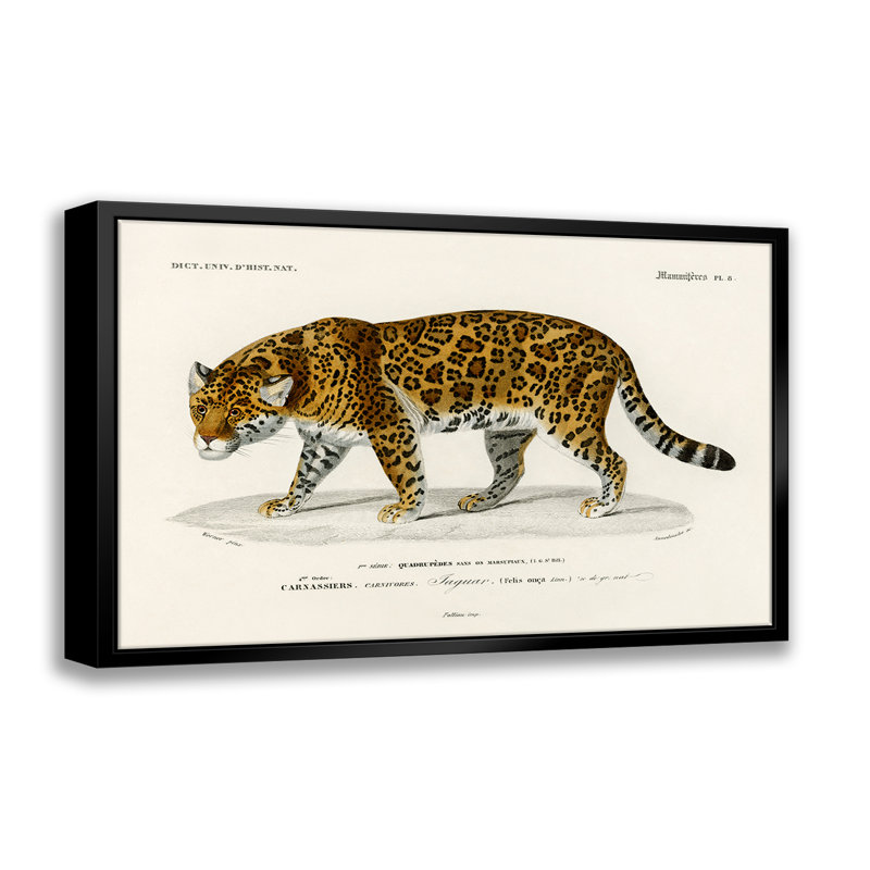 Jaguar by - on, L 14 po x H 11 po