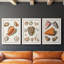 Collection de coquillages VII - ensemble de 3 reproductions d'art sur toile-1813018566-1813018572