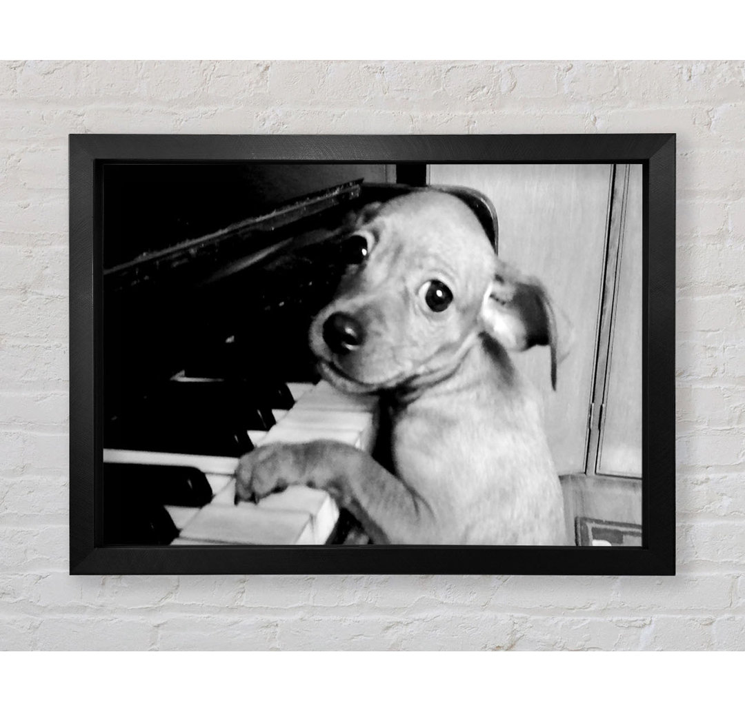 Piano Pup - Druck