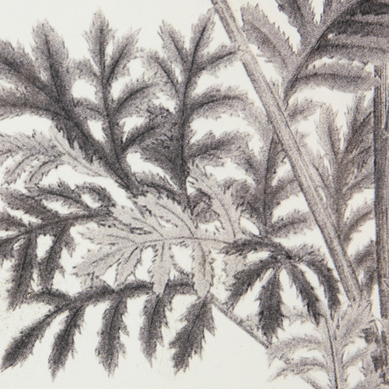 Ensemble de 4 tableaux botaniques de 51 x 71 cm (20 x 28 pouces) pour décorer différents espaces. Dessins au crayon.