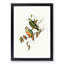Ewing's Fruit Pigeons by Elizabeth Gould - Picture Frame Painting Print-55535896-55535901