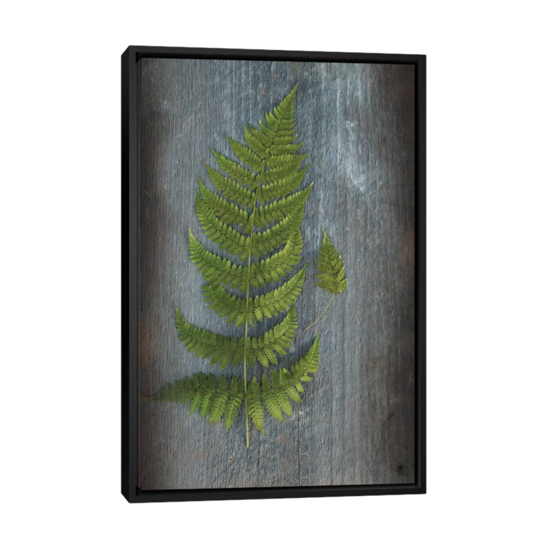 «Woodland Fern V» par Sue Schlabach, reproduction sur toile tendue, Toile avec cadre noir, Pas de tapis