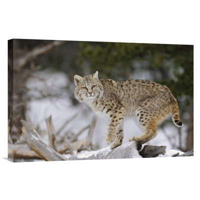 " Bobcat "