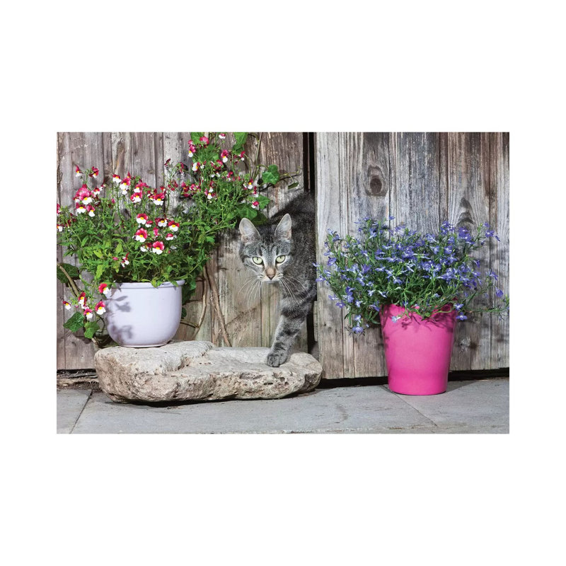 Domestic Cat Female Tabby Emerging from Shed, Lower Saxony, Germany 1 Piece Wrapped Canvas Wall Art