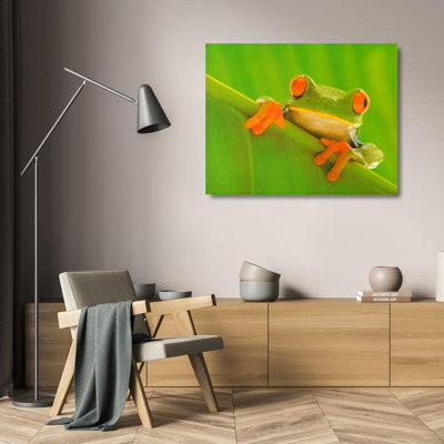 Red Eyed Frog