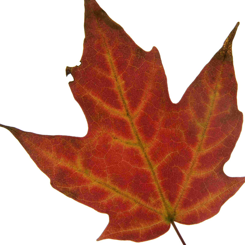 Feuille Inflorescence V, H 20 po x l 20 po