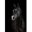 Black Horse Face Print-24078556