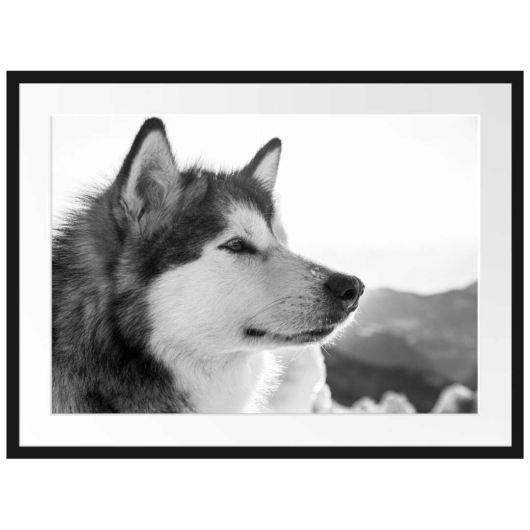 Gerahmtes Poster Wunderschöner Husky im Schnee