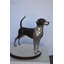 Germantown Foxhound Dog Bronze Statue -  Size: 31"L x 7"W x 24"H.