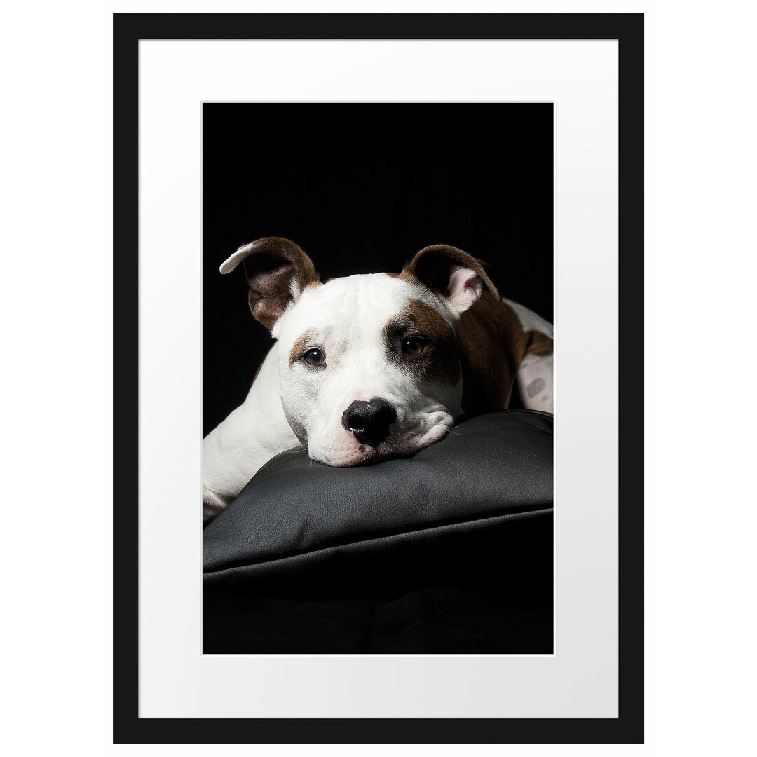 Gerahmtes Poster Dark Süßer American Staffordshire