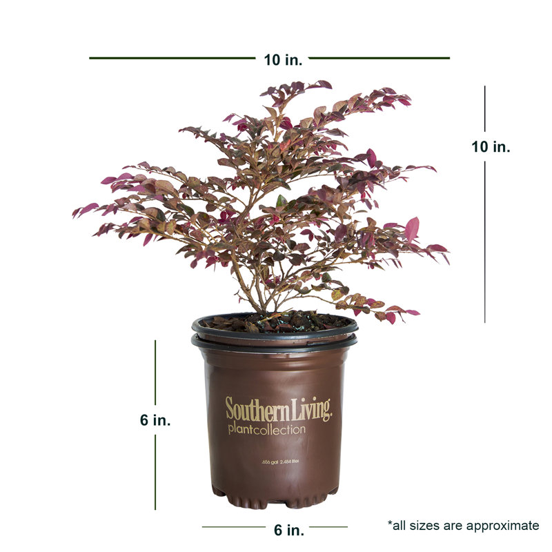 2.5 Quart Purple Daydream Loropetalum with Pink Blooms