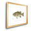 Large Bass Mouthed Black Bass - reproduction d'art sur toile encadrée-784726679-784726672