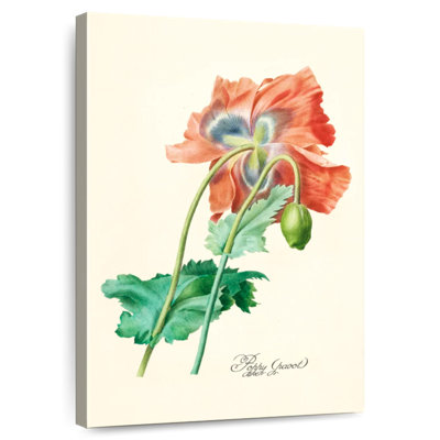 Poppy (Pavot)
