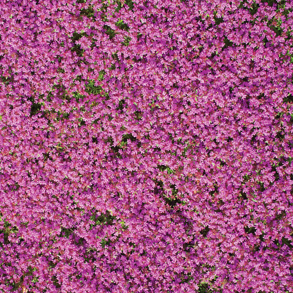 Primrue Creeping Thyme Ground Cover Flower Seed Mat & Reviews | Wayfair