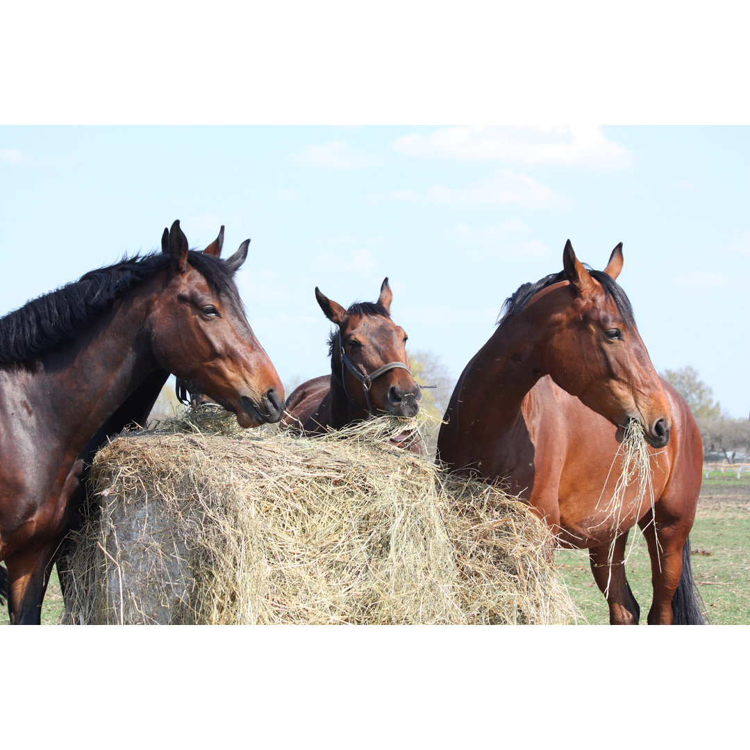 Leinwandbild Horse Herd Eating Hay von Virgonira