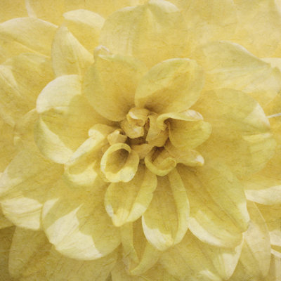 Wall Flower II by Alonzo Saunders - Wrapped Canvas Print