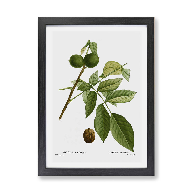 English Walnut Tree by Pierre-Joseph Redoute - Single Picture Frame Painting, 45cm H x 63cm W x 2cm D, Black