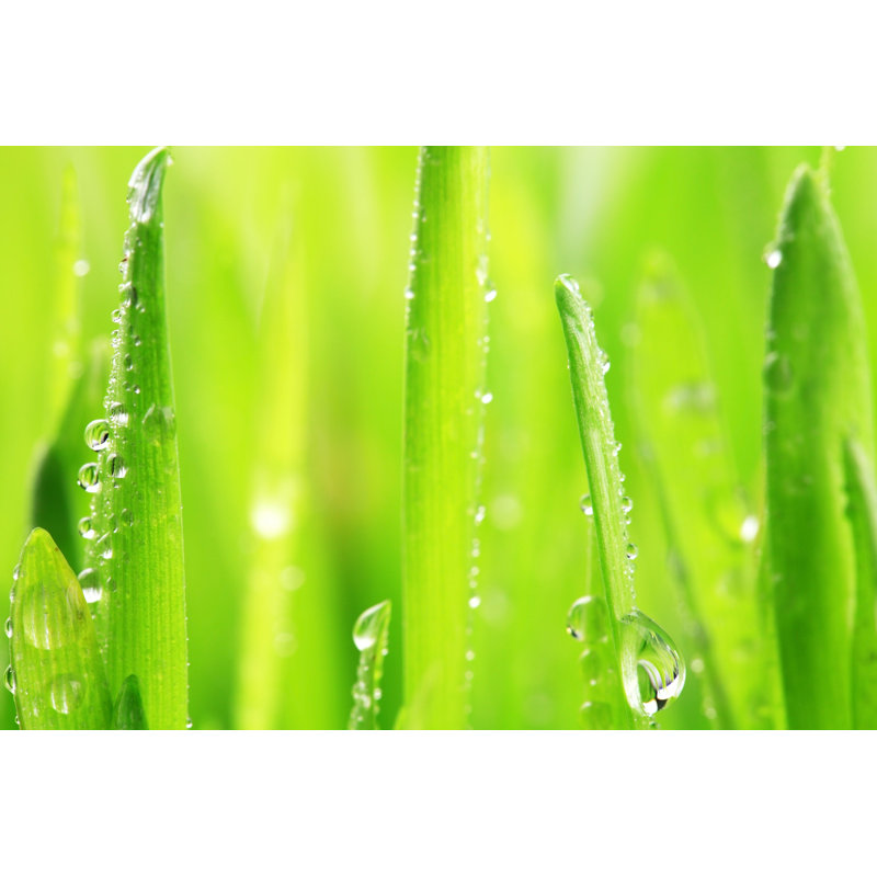 Herbe avec des gouttes de pluie - photographie sur toile tendue, H 8 po x l 12 po