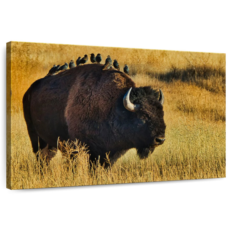 Brampt oiseaux sur bison, H 20 po x l 30 po
