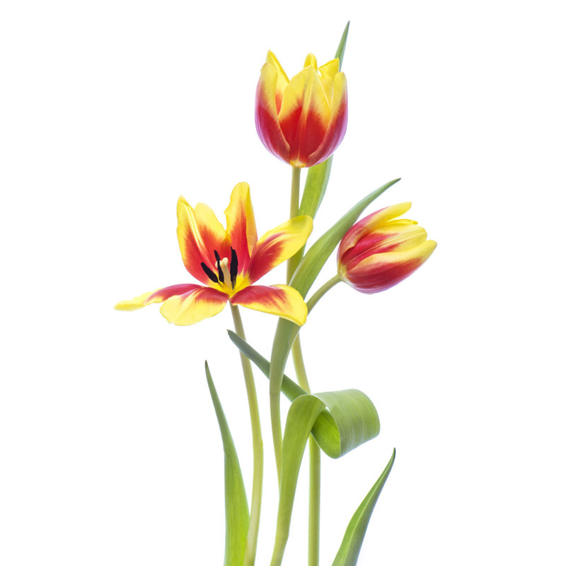 Wrapped Canvas Print, 50.8 cm H x 76.2 cm W