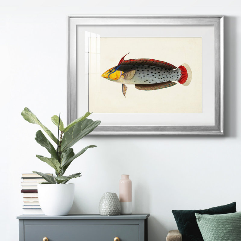 «Tropical Fish Collection IV», reproduction encadrée de qualité supérieure - prête à être accrochée, Cadre argenté, Blanc