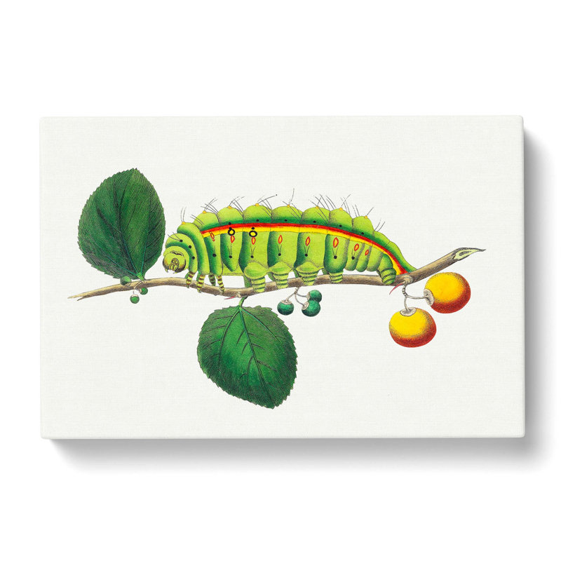 Caterpillar by George Shaw - Wrapped Canvas Painting, 40cm H x 60cm W x 3cm D