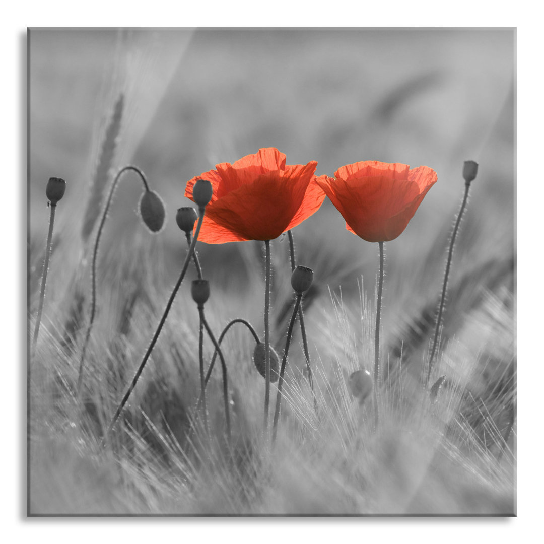 Glasbild Poppies in a Field