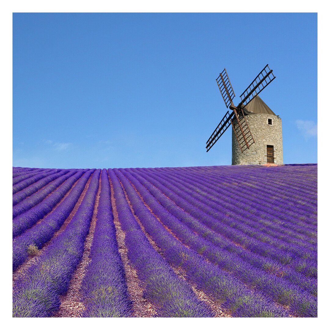 Strukturierte Tapete Lavender Scent in Provence 2,88 m x 288 cm