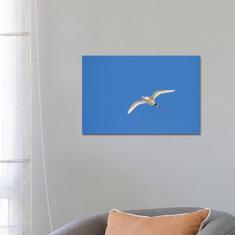USA, Kauai, Kilauea Point National Wildlife Refuge. Red-tailed Tropicbird In Flight. by Jaynes Gallery - Wrapped Canvas Print