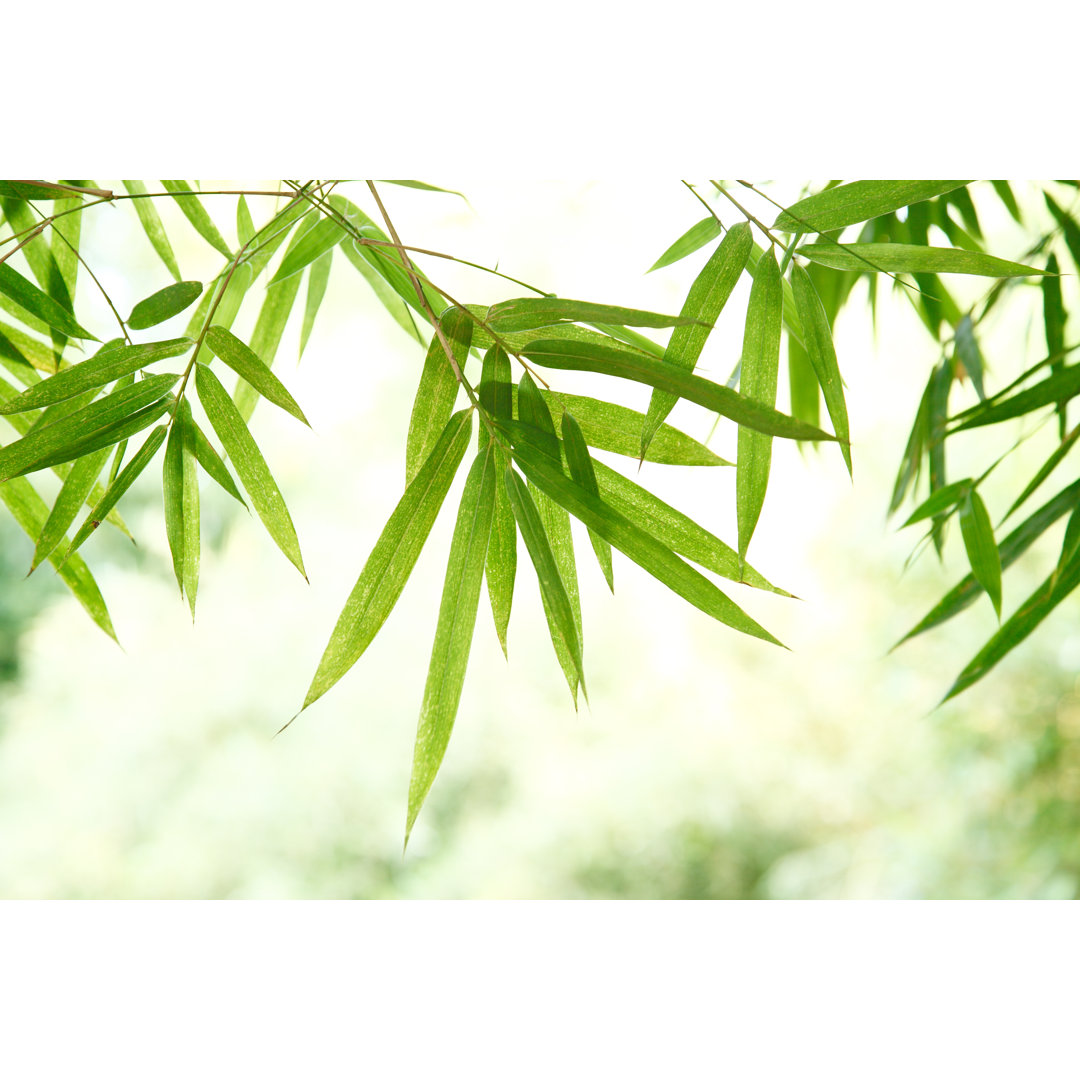 Leinwandbild Green Bamboo Leaves von Rodho