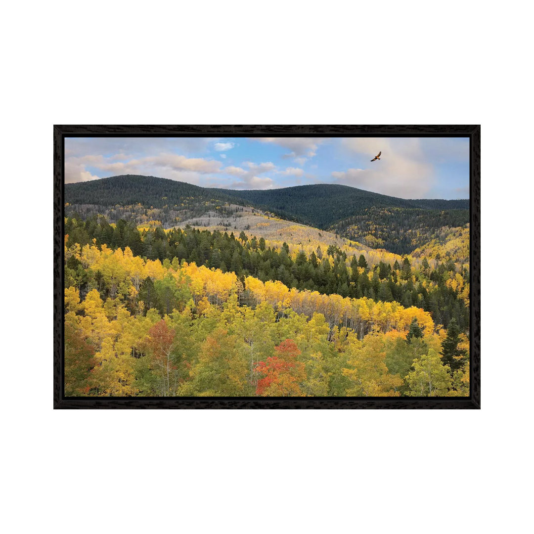 Coopers Hawk Flying Over Quaking Aspen Forest Santa Fe National Forest Sangre De Cristo Mountains NM von Tim Fitzharris ...