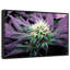 "Art mural plante de plante rare"-699525119
