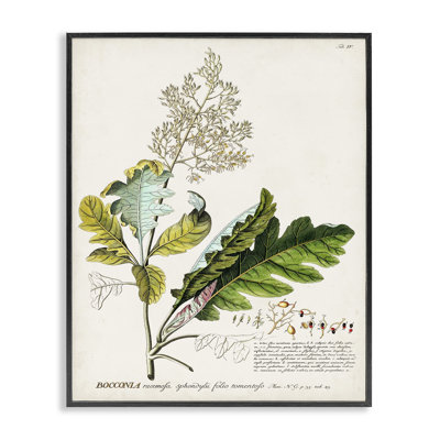 Vintage Botanical Plant Illustration Giclee Art by Unknown
