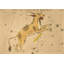 Lynx Print by Grand Archives-669743518-669743519