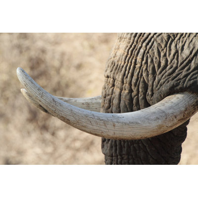 Ivory 1 Piece Wrapped Canvas Wall Art